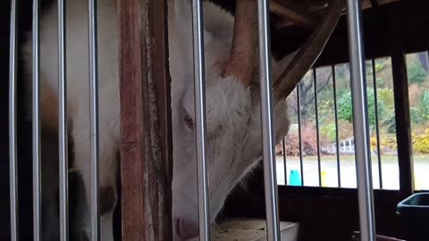 雨の日の山羊小屋にいる山羊さん