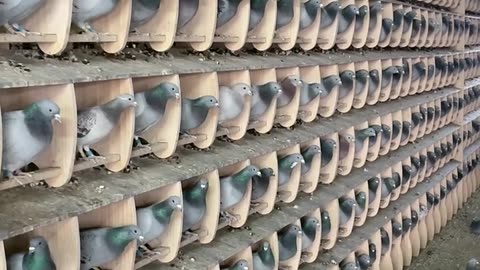 Pigeon farming