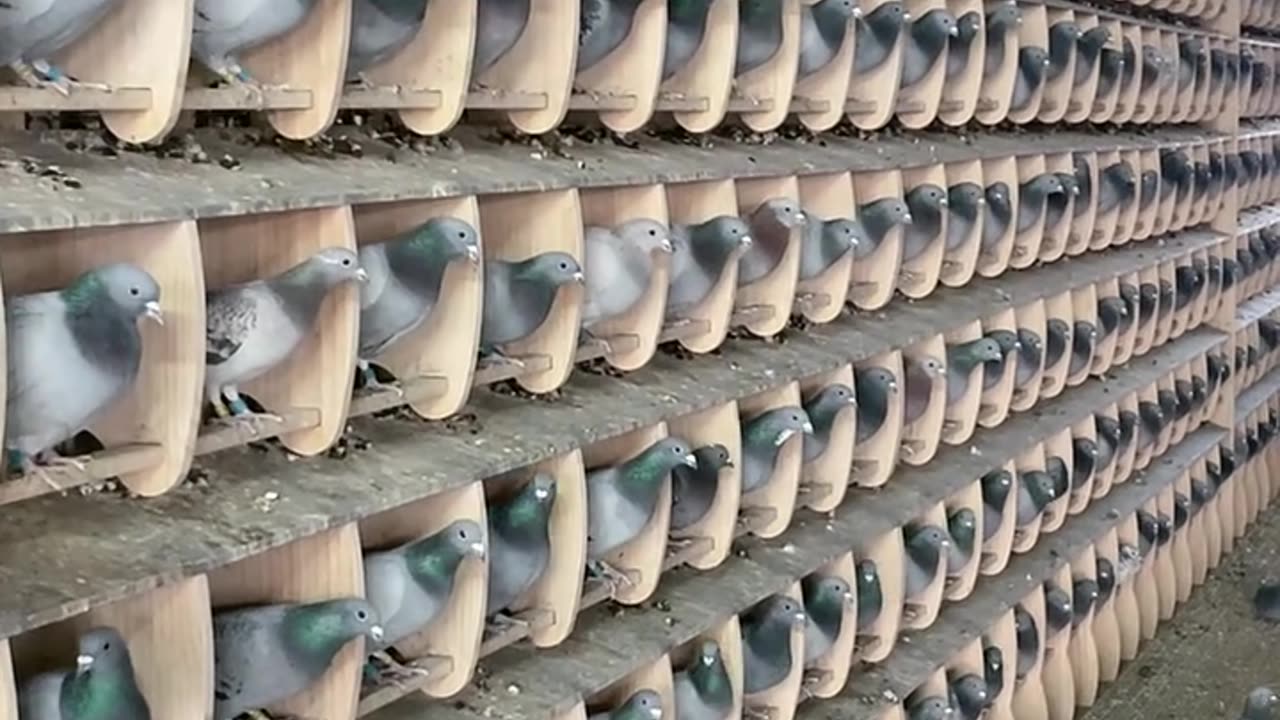 Pigeon farming