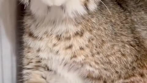 What a bobcat sounds like