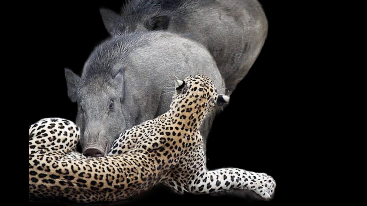 The pig fights with the incredible tiger and lion