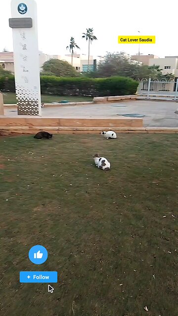 The Cat video in saudia arbia Garden ❤️