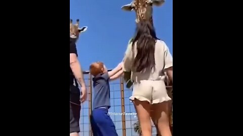 Funny cat videos | cute cats | Try not to laugh | Cat videos Compilation #shorts