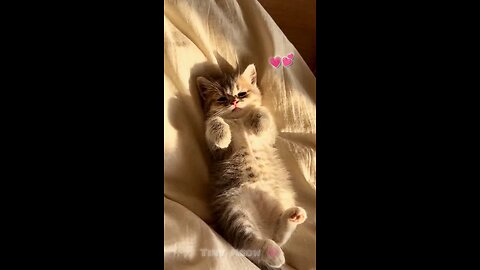 Cute Little Cat Baby 😍
