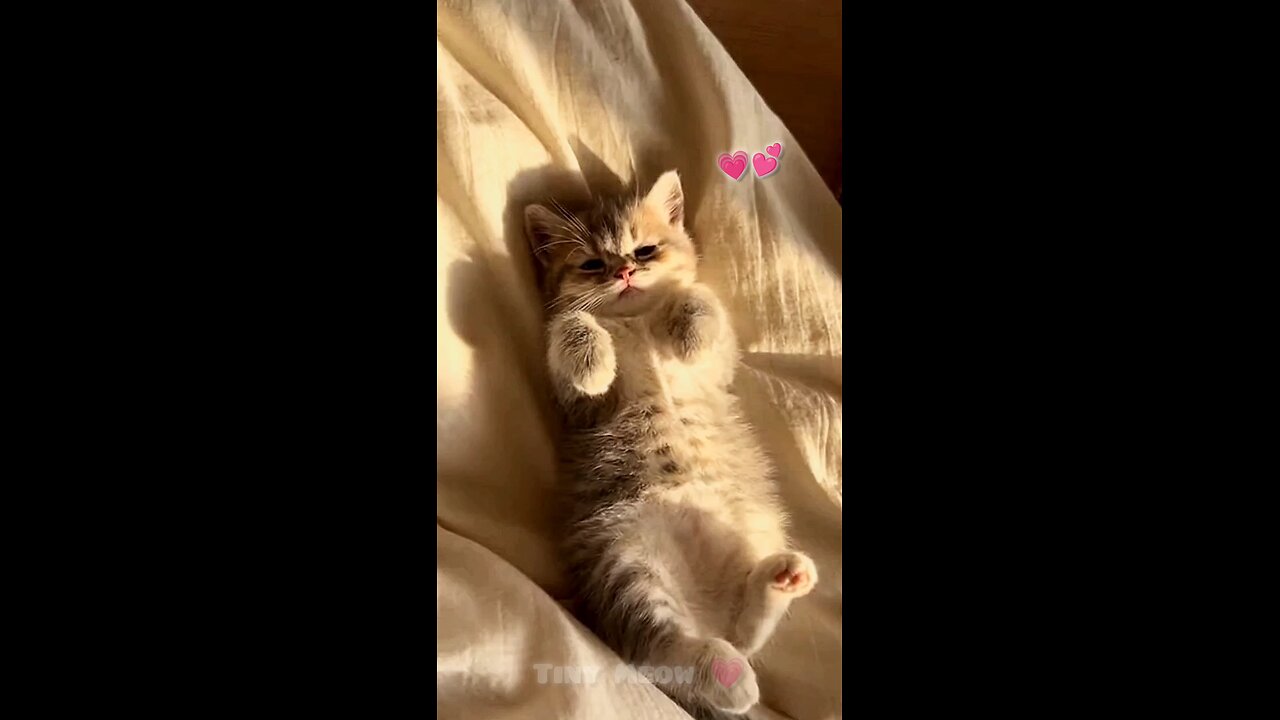 Cute Little Cat Baby 😍