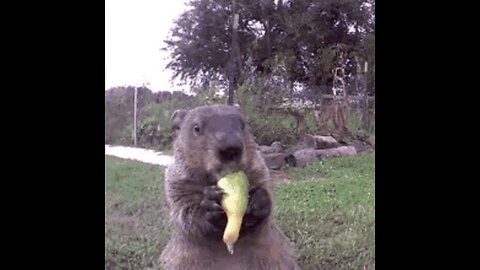 Groundhog Day ~ Just Another Masonic Trick