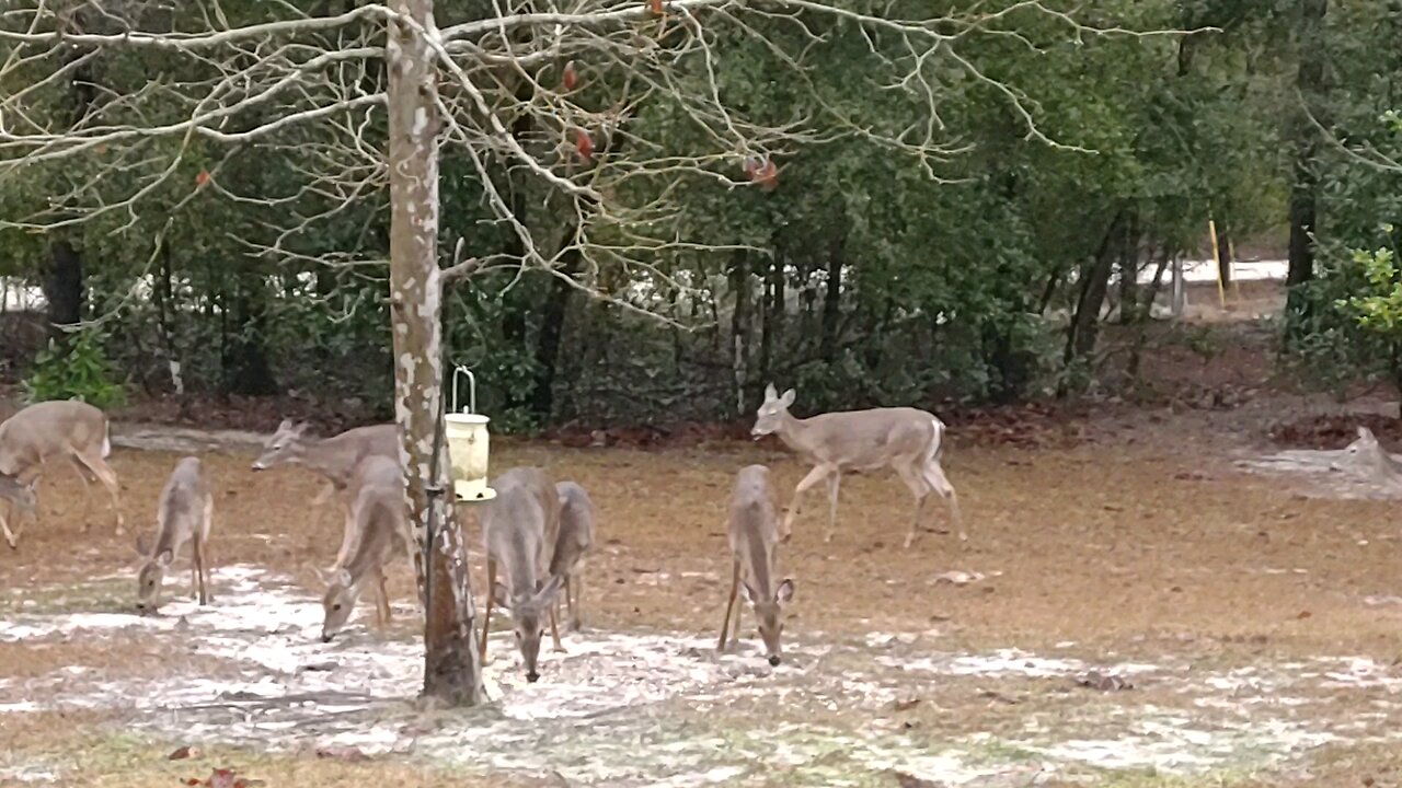 FL Deer after rain storm before Florida Snow 2025