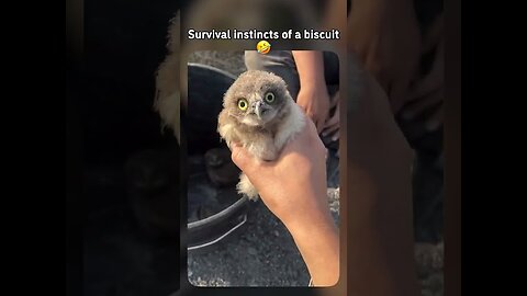 Baby Owl Has NO Survival Instincts