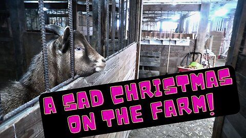 A SAD Christmas Eve for the Farm Animals