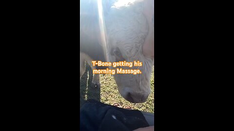 T-Bone, the mini bull, Demands His Morning Massage 🐄☀️
