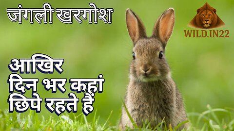 जंगलों में जंगली खरगोश का जीवन।। Rabbit In Jungle ।। बिल बनाने वाला इंजीनियर खरगोश।