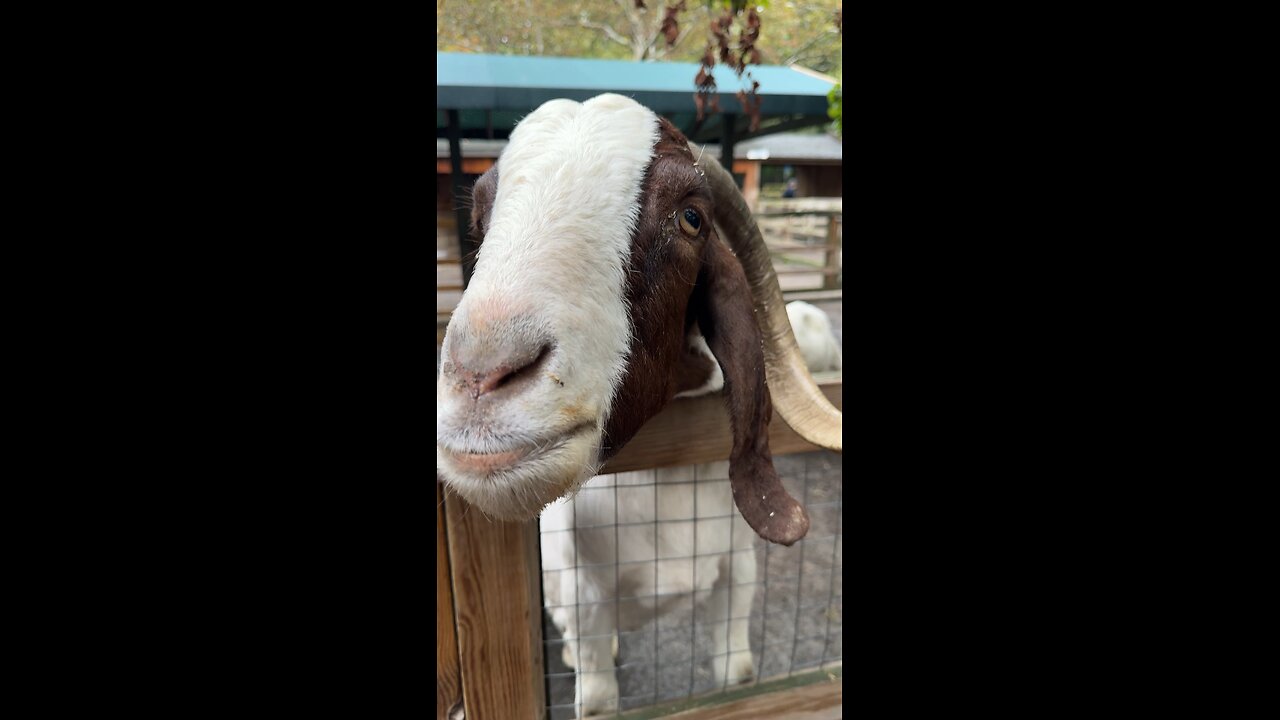 SWEET GOAT