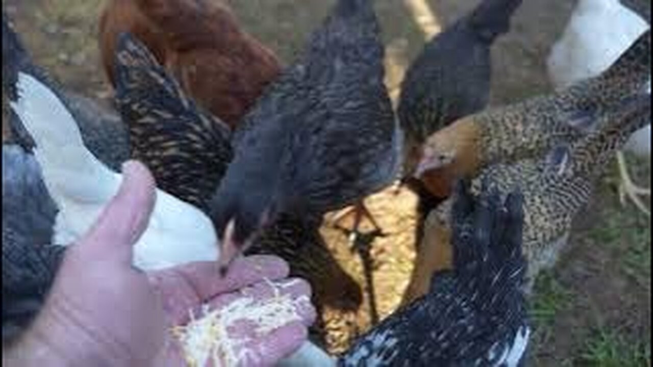 Little Cheese Gobbling Monsters!