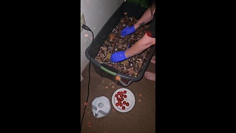 compost