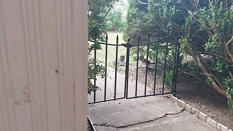 Baby Snowflake and his Sister Tasita playing around 🐈