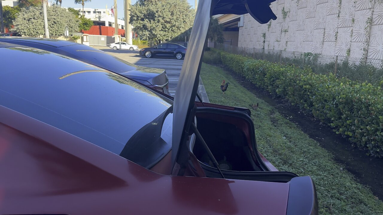 Miami Costco Rooster