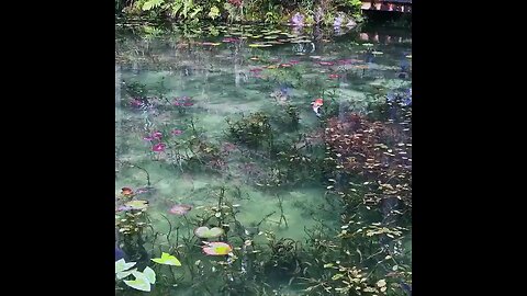 The coloration of the Monet’s Pond in Seki city, Japan, is so profound you may think