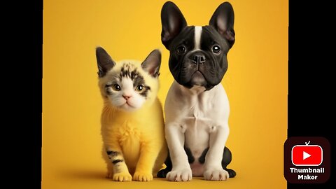 Laugh-Out-Loud: The Funniest Cat and Dog Moments Ever