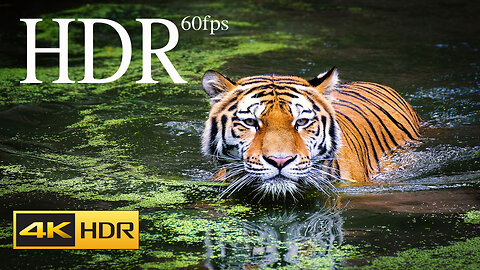 4K HDR 60fps Dolby Vision Demo in TIGER 4k HDR Video africa amazon 4k video