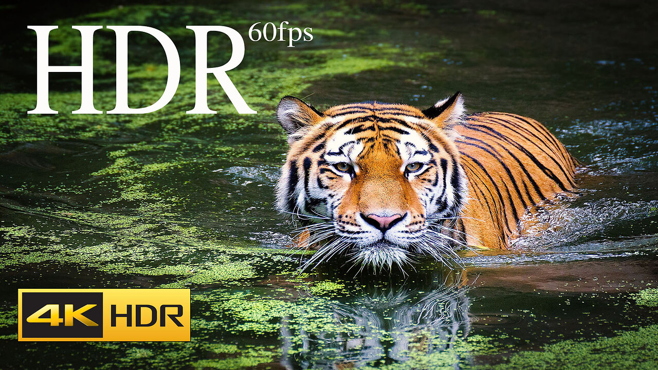 4K HDR 60fps Dolby Vision Demo in TIGER 4k HDR Video africa amazon 4k video