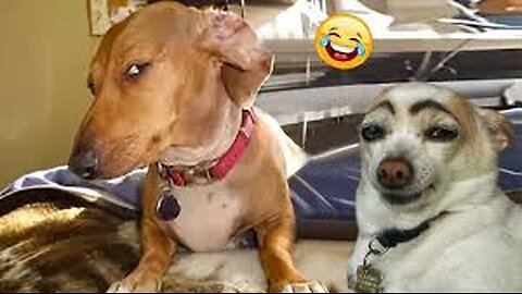 The Funniest Animal Videos of 2025 😁 😁Funny Dogs and Cats Make You Unable To Stop Laughing😻🐶