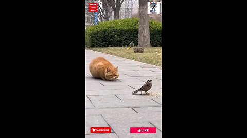 "The clever cat's big fail! He was tricked while trying to catch the bird 😂🐱🕊️" #catvsbird #cat