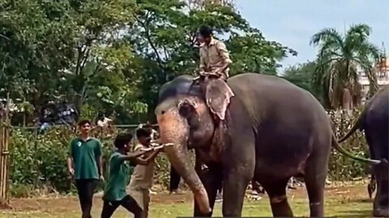 പടക്കം പൊട്ടിക്കുന്ന ശബ്ദം കേട്ട് ആന പേടിച്ചോടി_ Dasara elephant 2024_ Dasara elephant attack