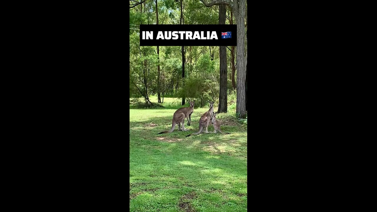 Only in Australia 🇦🇺