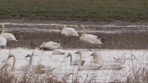 Behold the birds of an Oregon byway less traveled