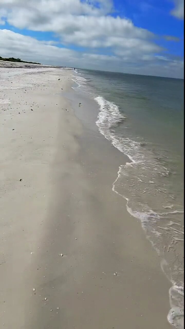 Livestream Highlight | Sandbar Sharks Chase Cobia!