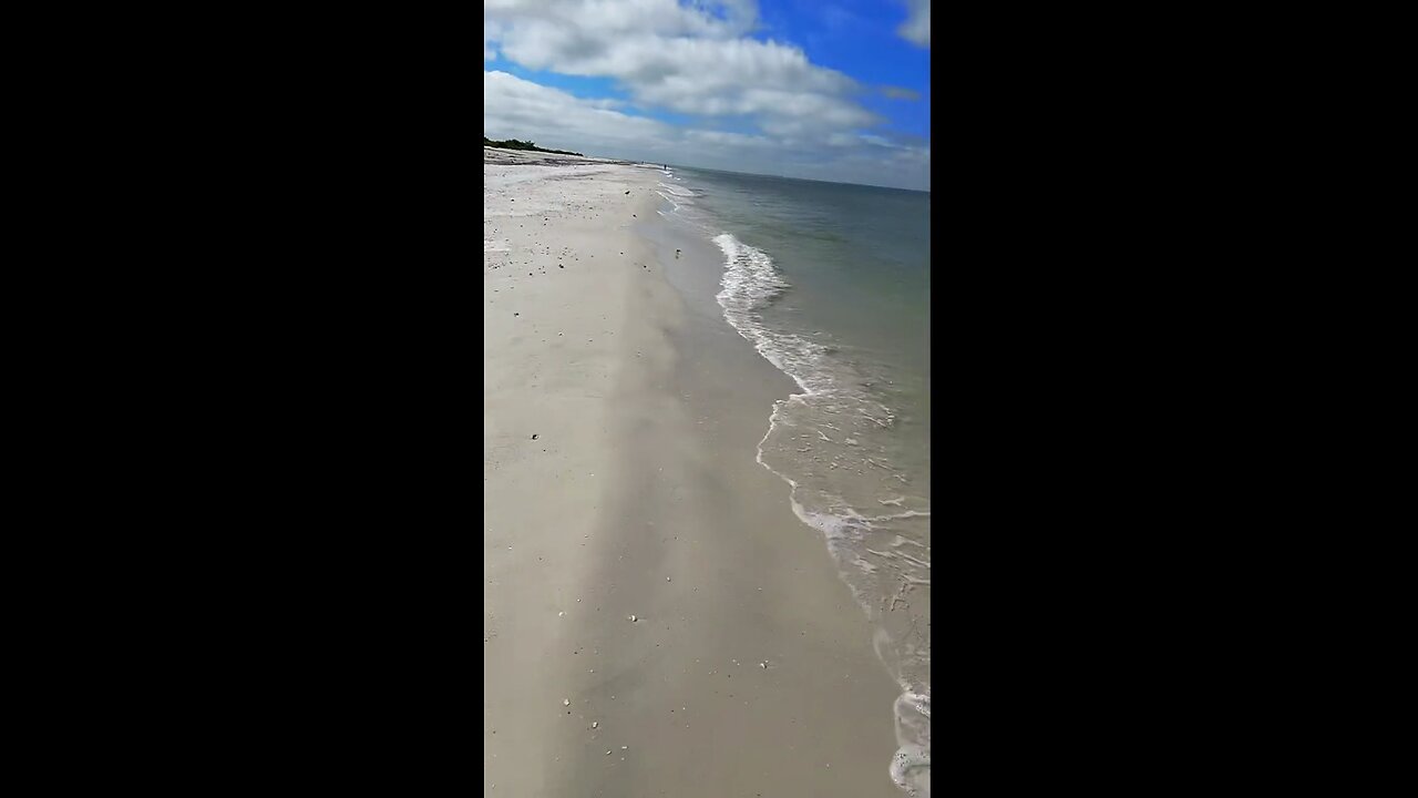 Livestream Highlight | Sandbar Sharks Chase Cobia!