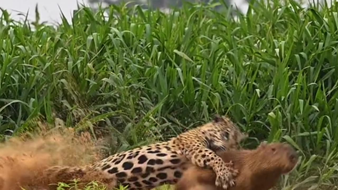 "The Animal Kingdom: Surprising Facts and Footage"