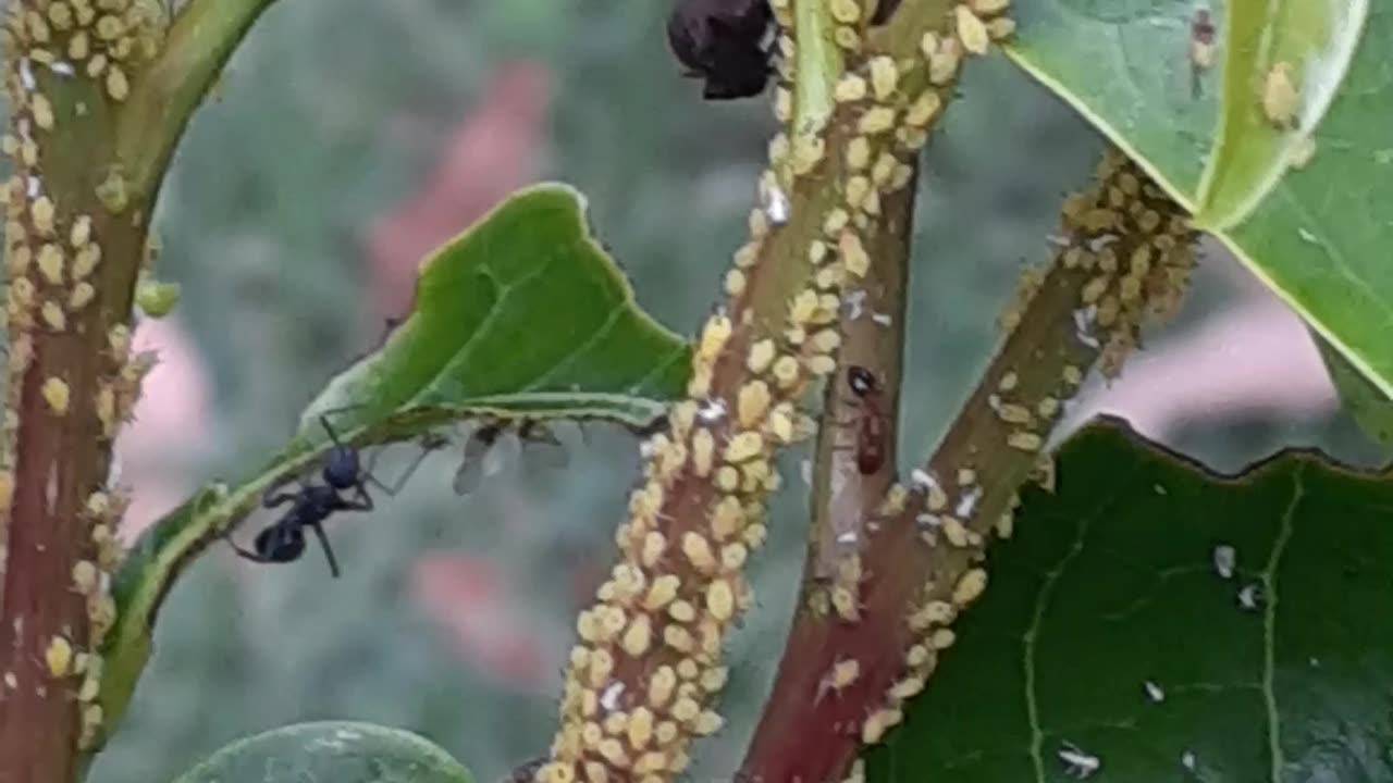 Bugs