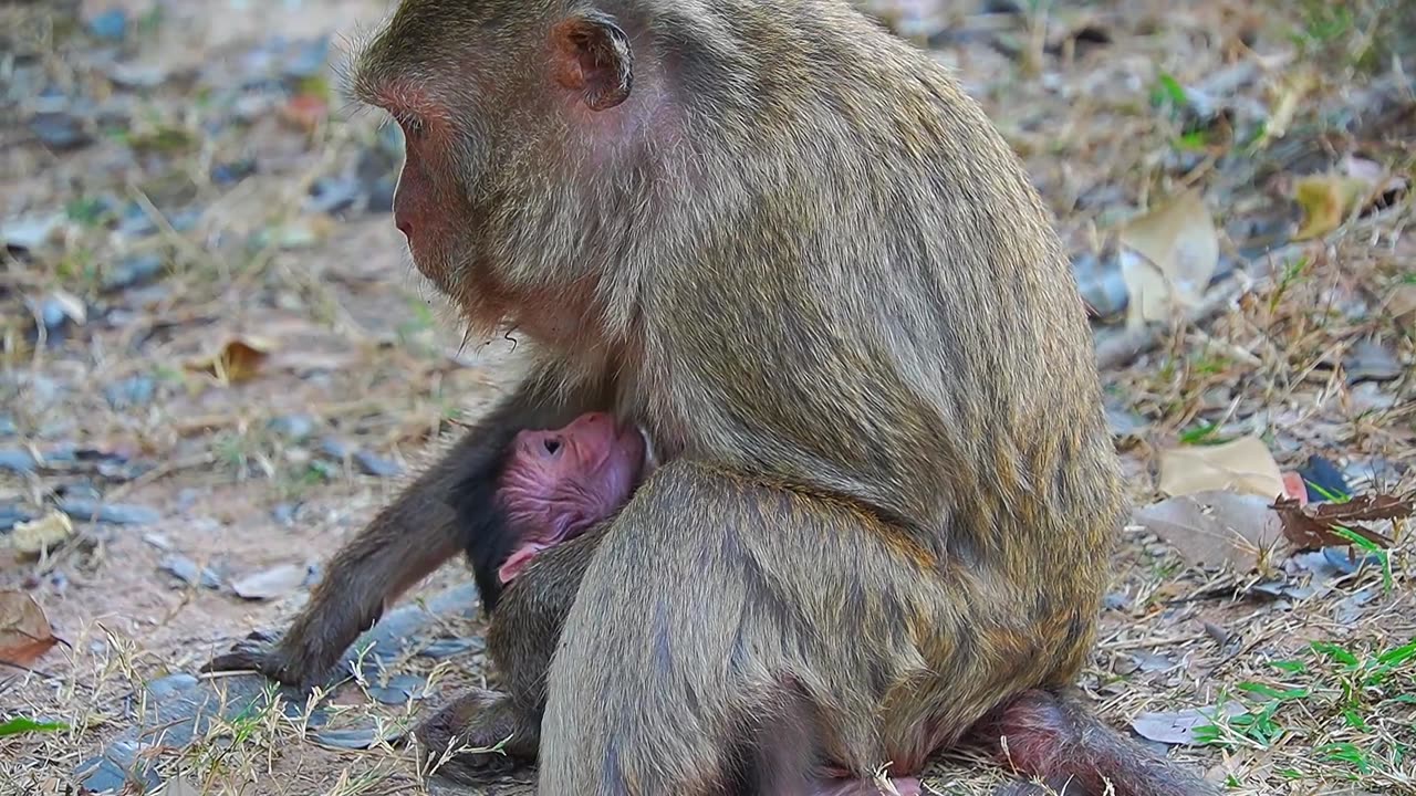 Newborn Baby Monkey In CARBZILLA GRoup Of Mom MARRY