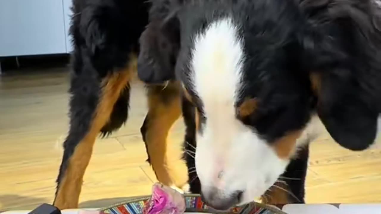 Joyful Mealtime for Dogs: Capturing the Heartwarming Daily Life of Your Furry Friend