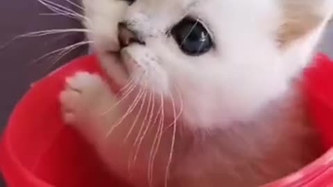 Cute Funny White Kittens