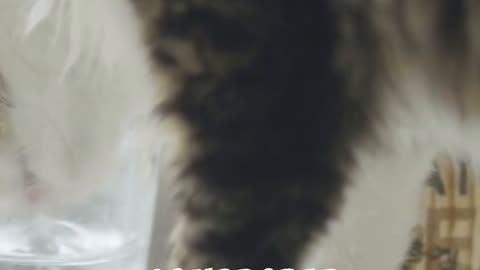 Extraños comportamientos felinos