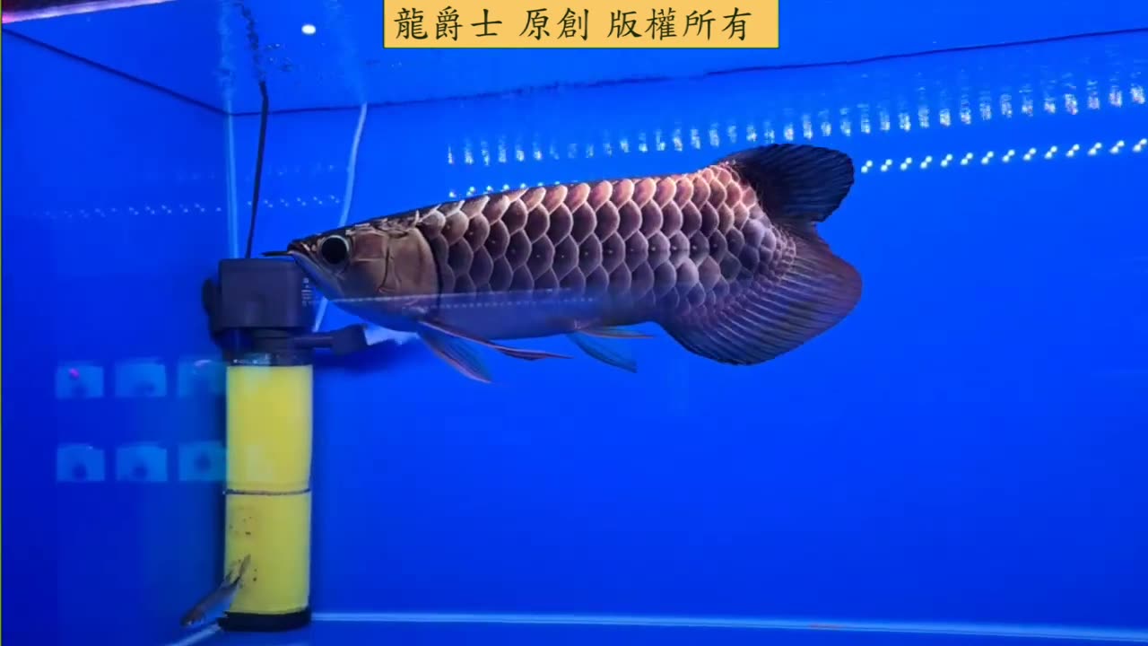 【龍爵士】訓餌