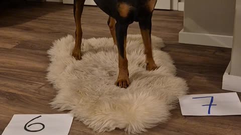 German Pinscher Does Math