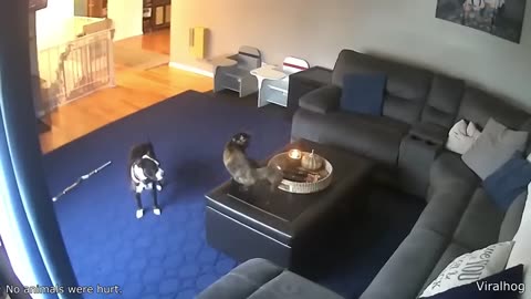 Best Cat Videos of the Decade