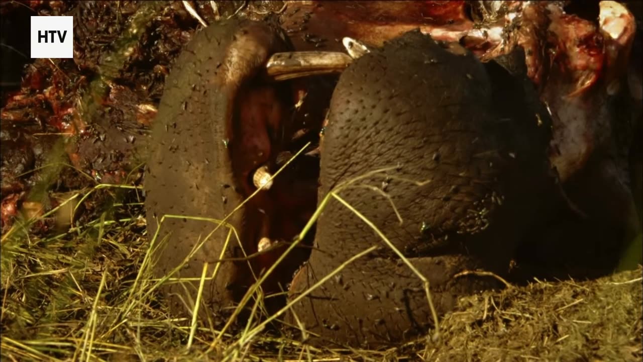 The Silent Hunters of the Green Shadows