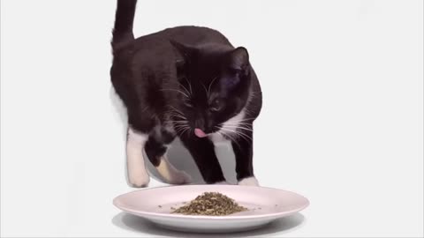 Cat try first time catnip ,how was he feel #pet adventure MeoWnMore