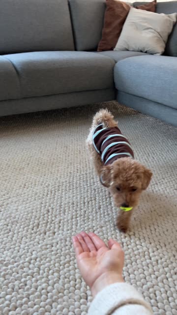 Cute Puppy Shows Off His Tricks