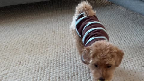 Cute Puppy Shows Off His Tricks