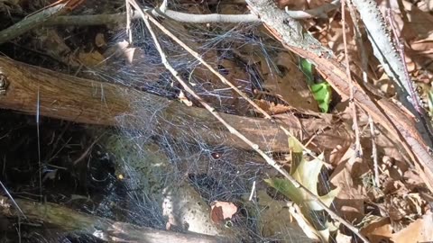 Spider Web
