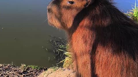 4 curiosidades sobre los capibaras