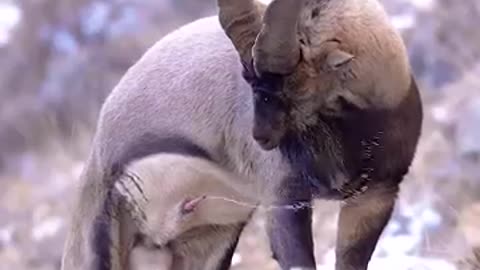The goat is enjoying ejaculation