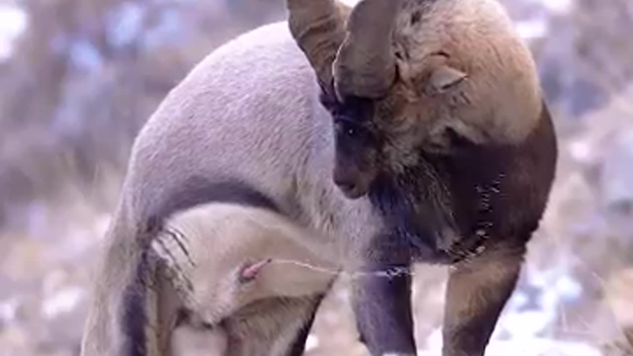 The goat is enjoying ejaculation