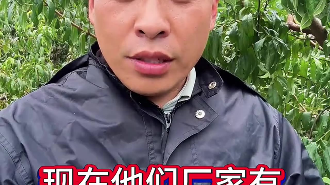 铁丝能让果树高产 是真是假?#果树种植 #果树施肥 #果园管理技术 #花芽分化 #种果树