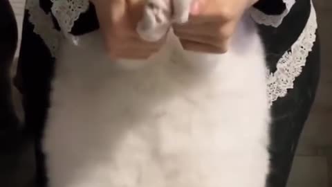 Top 3 Smallest Cat Breeds